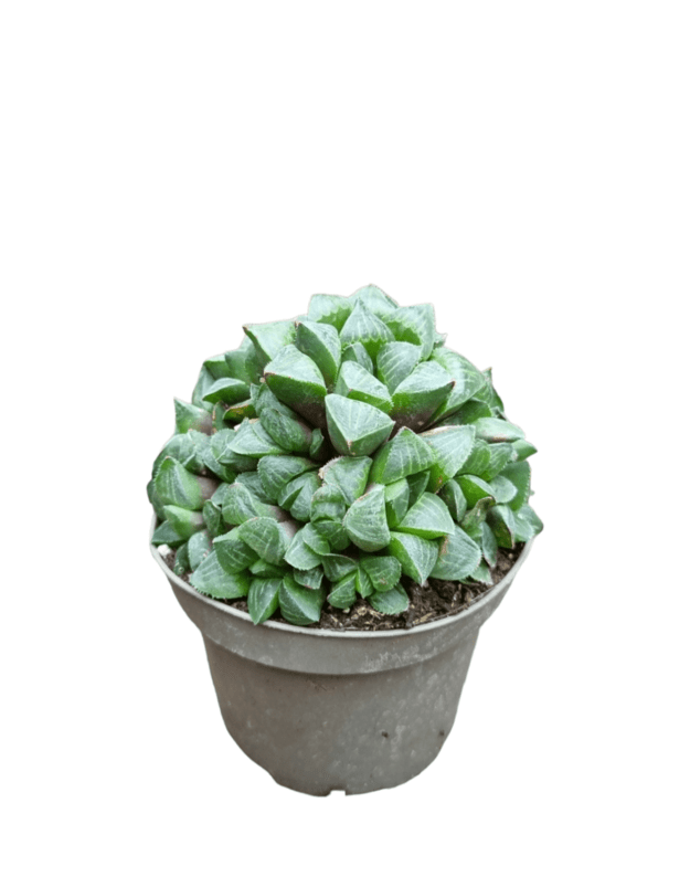 Haworthia sp.