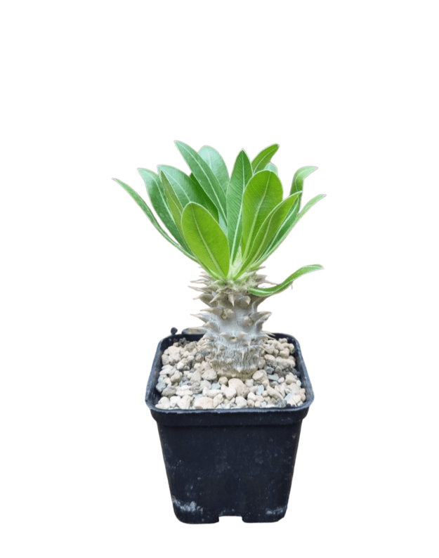 Pachypodium densiflorum