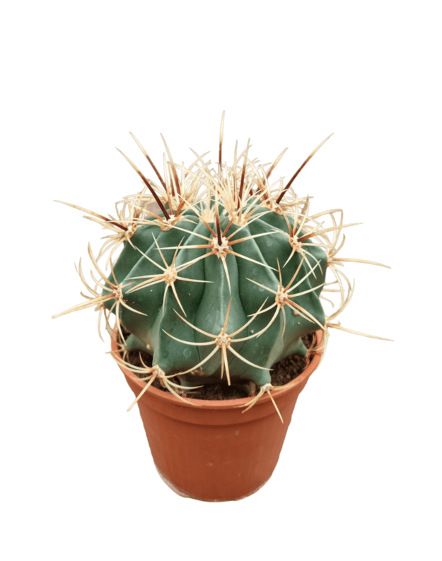 Ferocactus histrix