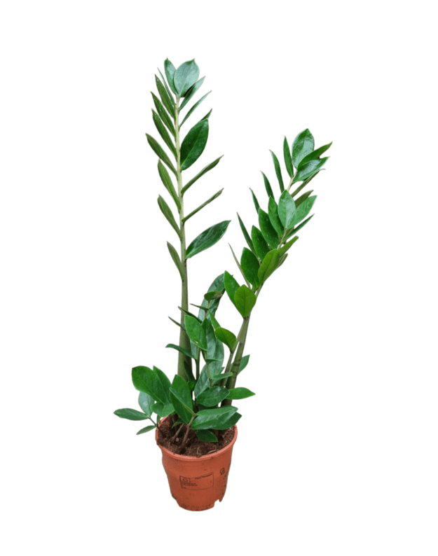 Zamioculcas zamiifolia