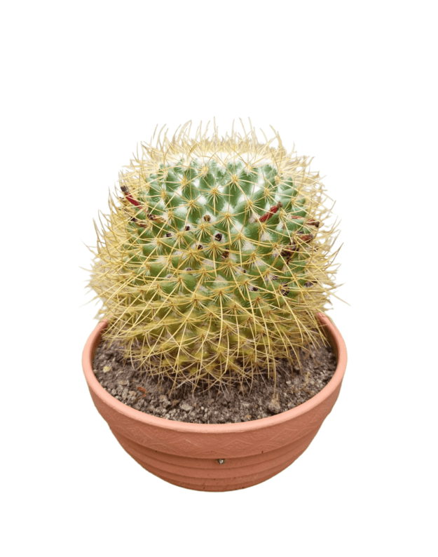 Mammillaria pringlei