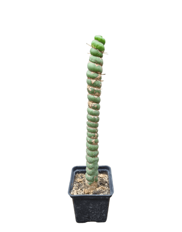 Eulychnia Castanea cv. Varispiralis