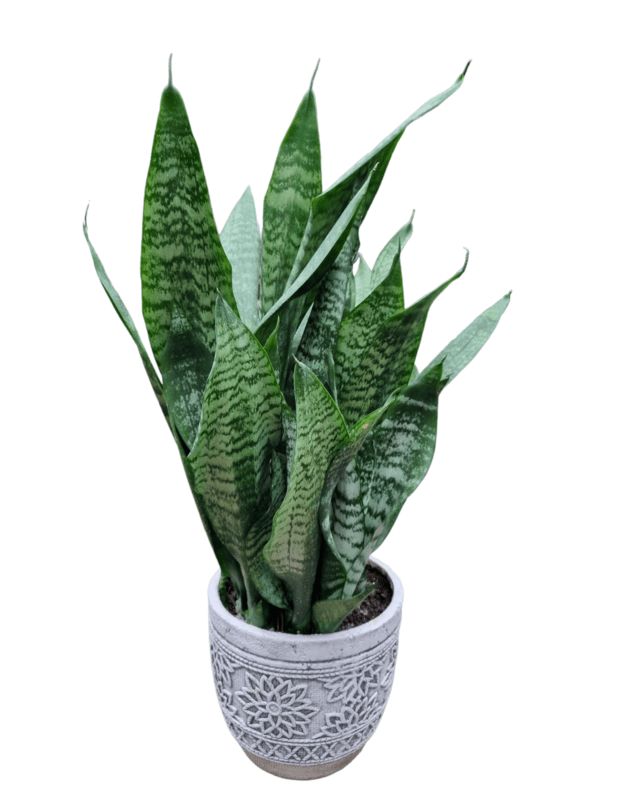 Sansevieria zeylanica+keramikinis vazonas