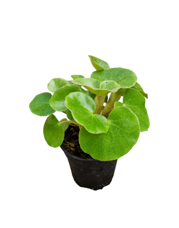 Begonia venosa