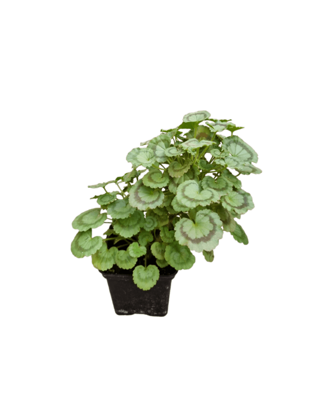 Pelargonium sp.