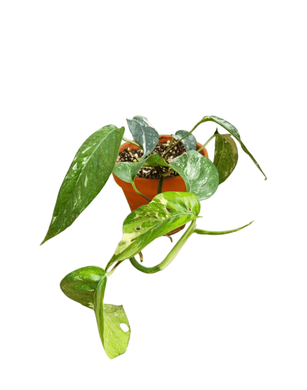 Epipremnum pinnatum variegata 2