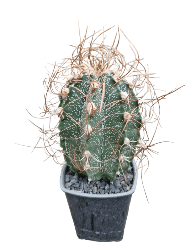 Astrophytum crassispinoides