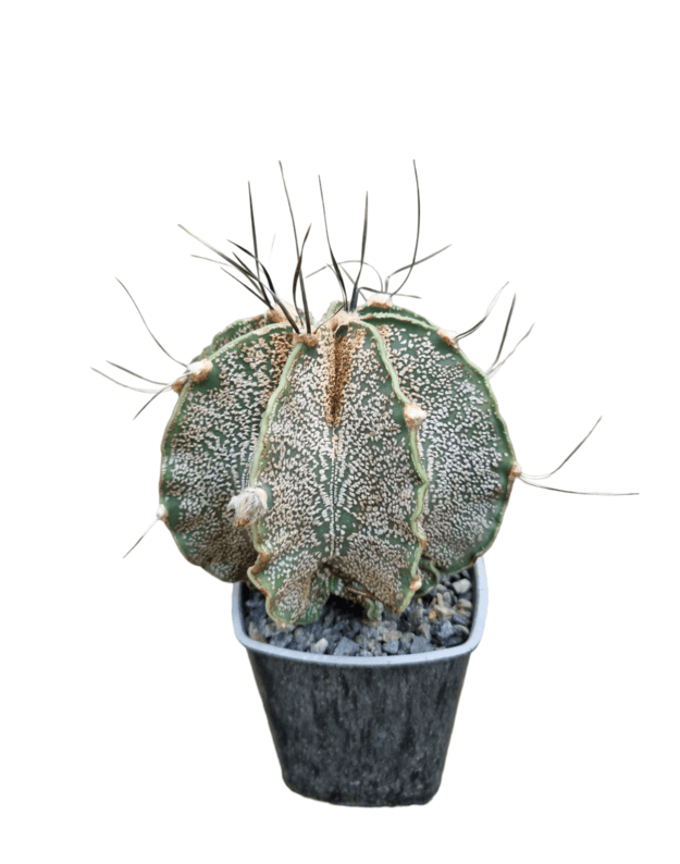 Astrophytum capricorne