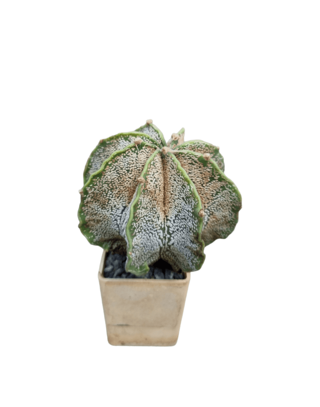 Astrophytum capricorne