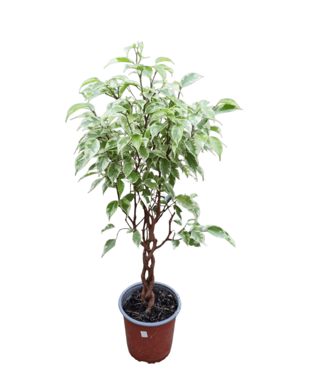 Ficus starlight