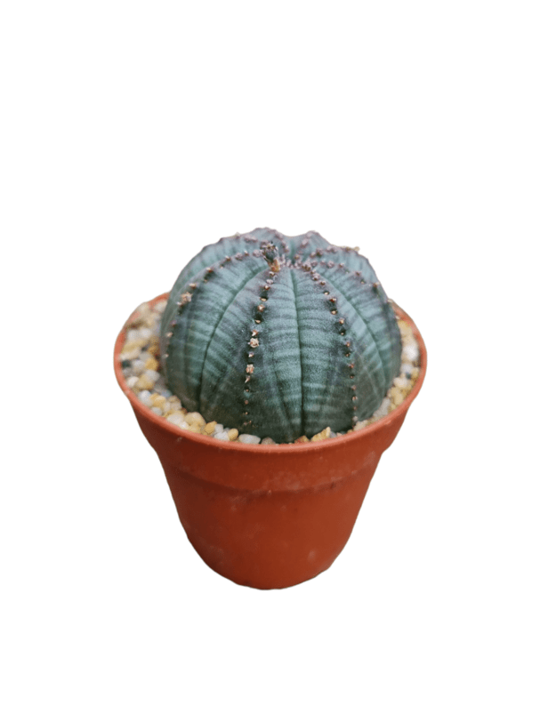 Euphorbia obesa