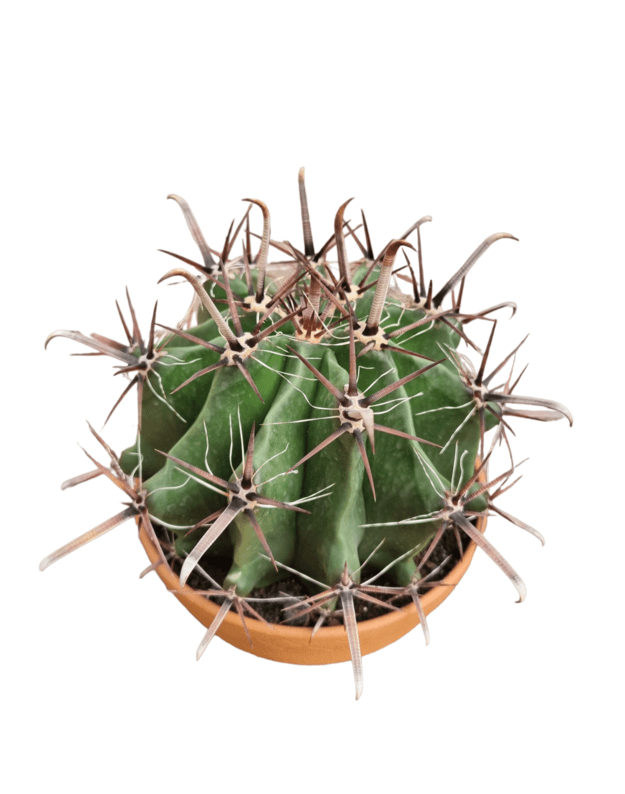 Ferocactus herrerae