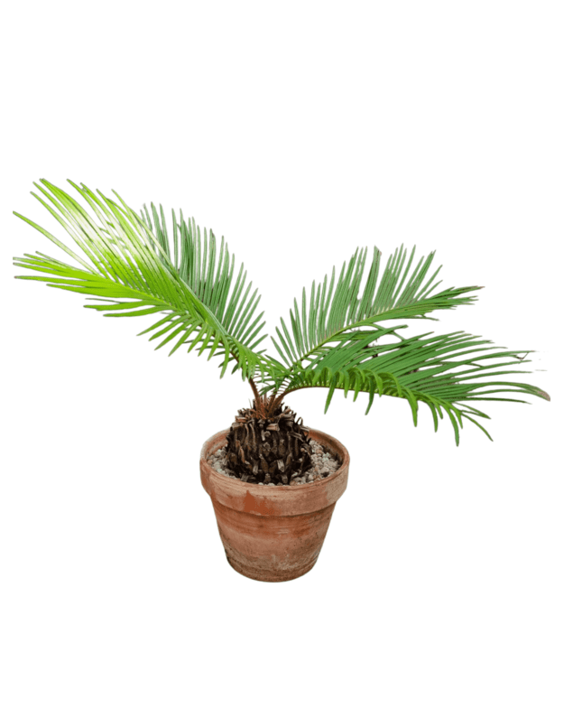 Cycas revoluta