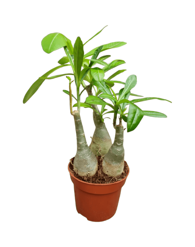 Adenium obesum