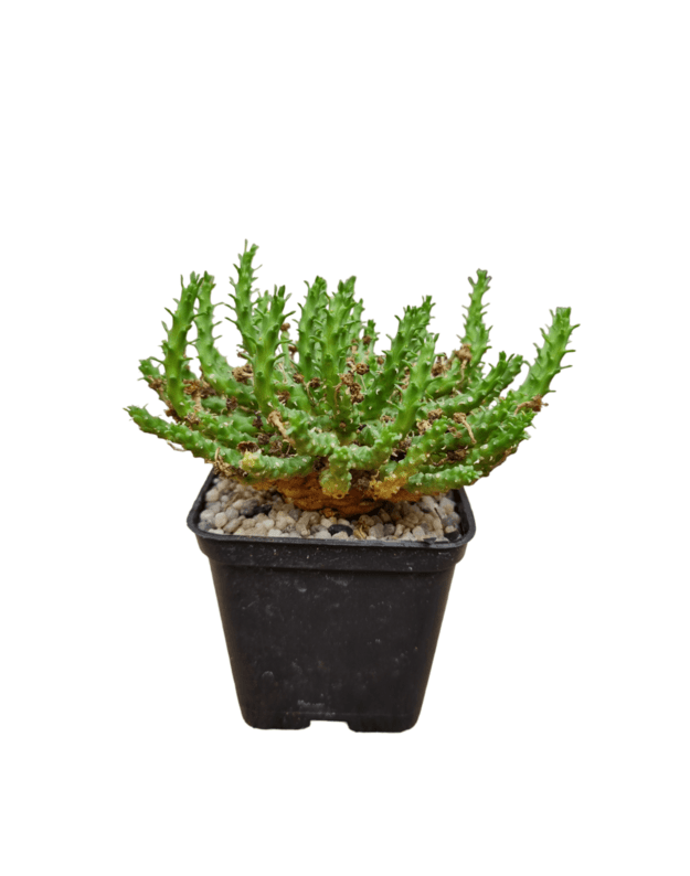 Euphorbia flanaganii