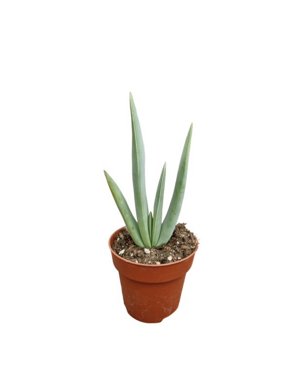 Aloe plicatilis