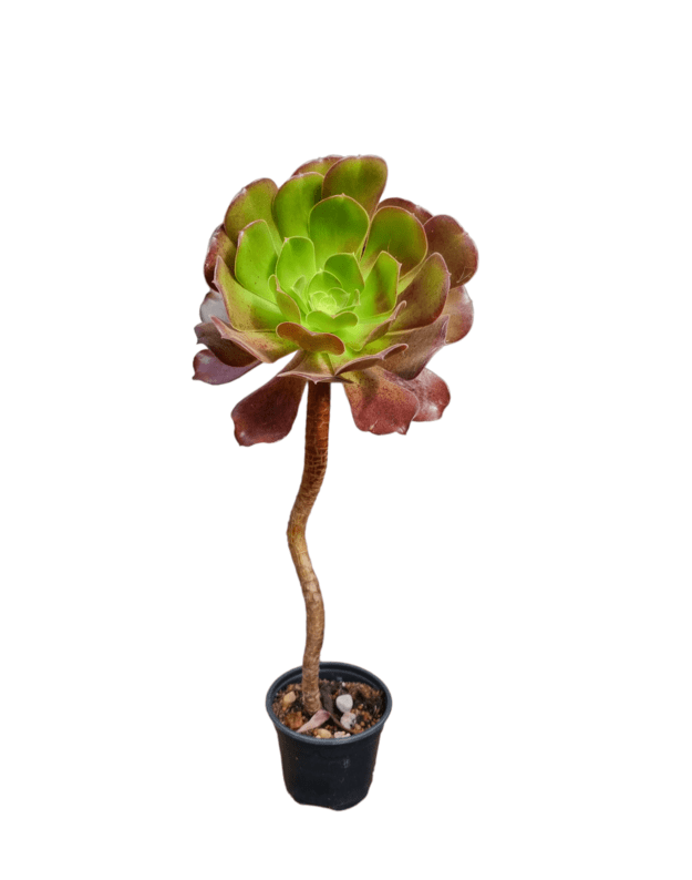 Aeonium velour