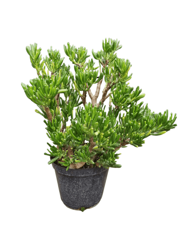 Crassula ovata hobbit