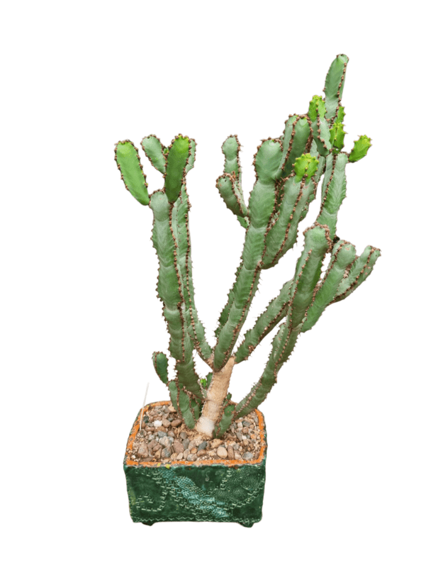 Euphorbia heterospina