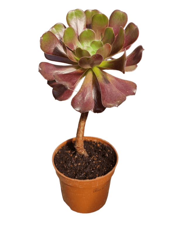 Aeonium velour