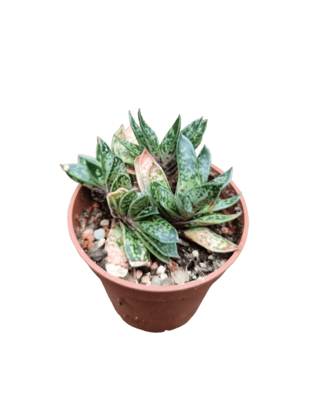 Gasteria bicolor var. liliputana