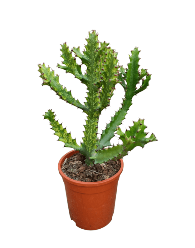 Euphorbia Mayuranthii Variegata 2