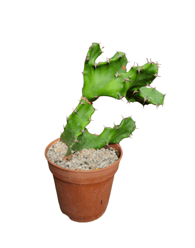 Euphorbia tortilis spiral