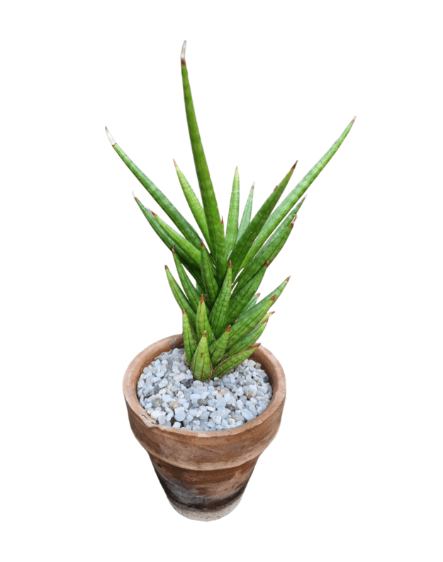 Sansevieria francisii