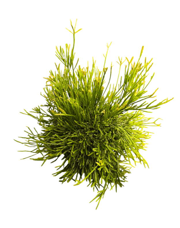 Rhipsalis ewaldiana