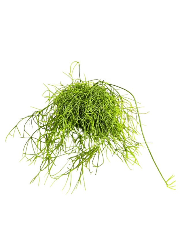 Rhipsalis baccifera oasis