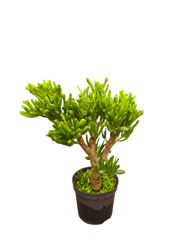 Crassula ovata hobbit