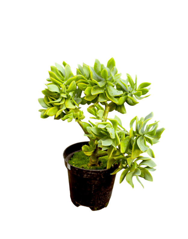 Crassula blue bird