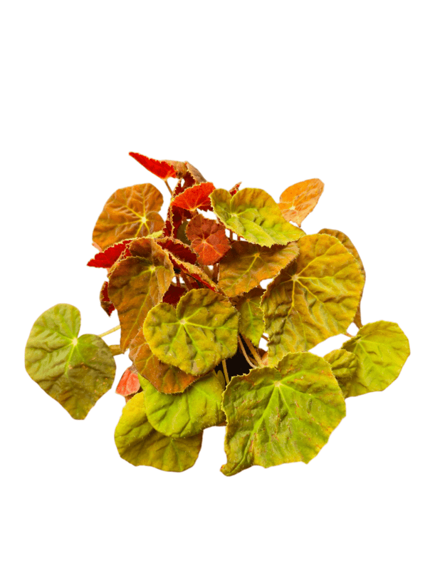 Begonia autumn ember