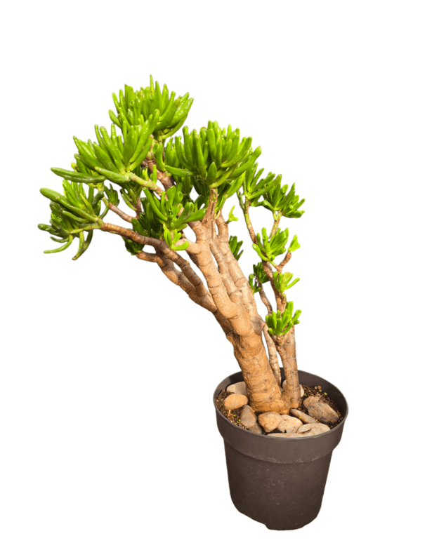 Crassula ovata hobbit