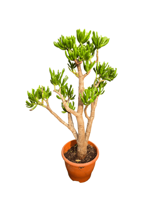 Crassula ovata hobbit