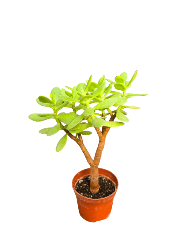 Crassula ovata 