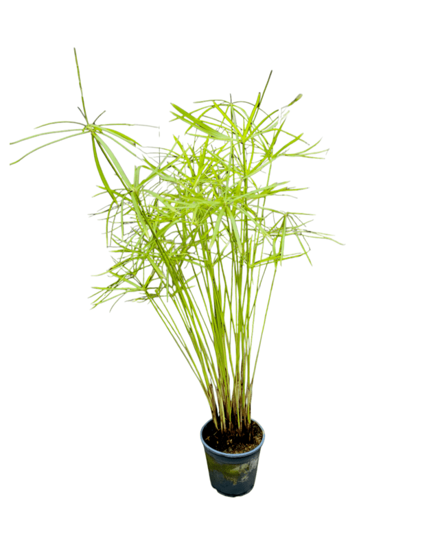 Cyperus alternifolius