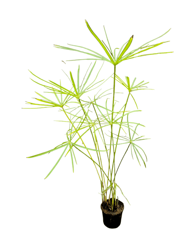 Cyperus alternifolius