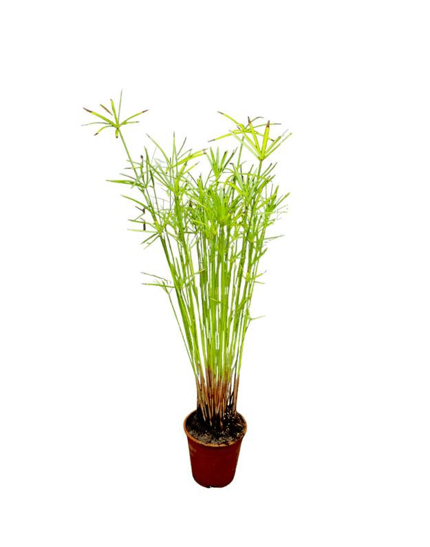 Cyperus alternifolius gracilis