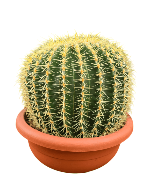 Echinocereus grusonii