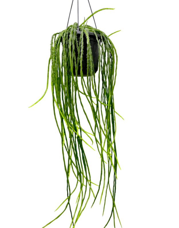 Rhipsalis paradoxa minor