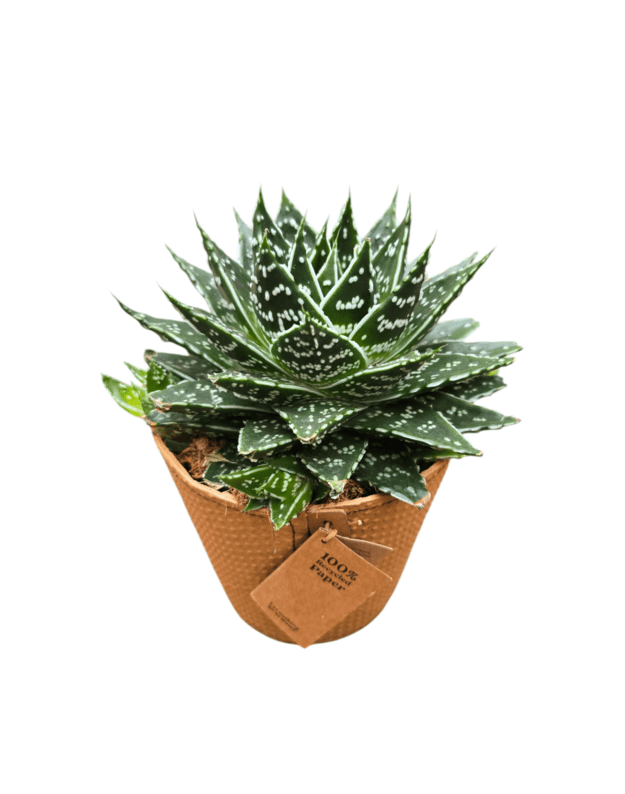 Aloe sp.