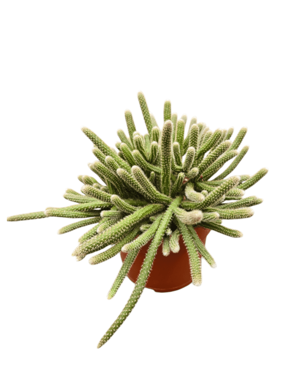 Rhipsalis baccifera horrida