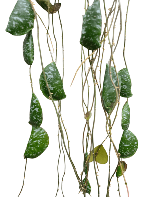 Hoya imbricata