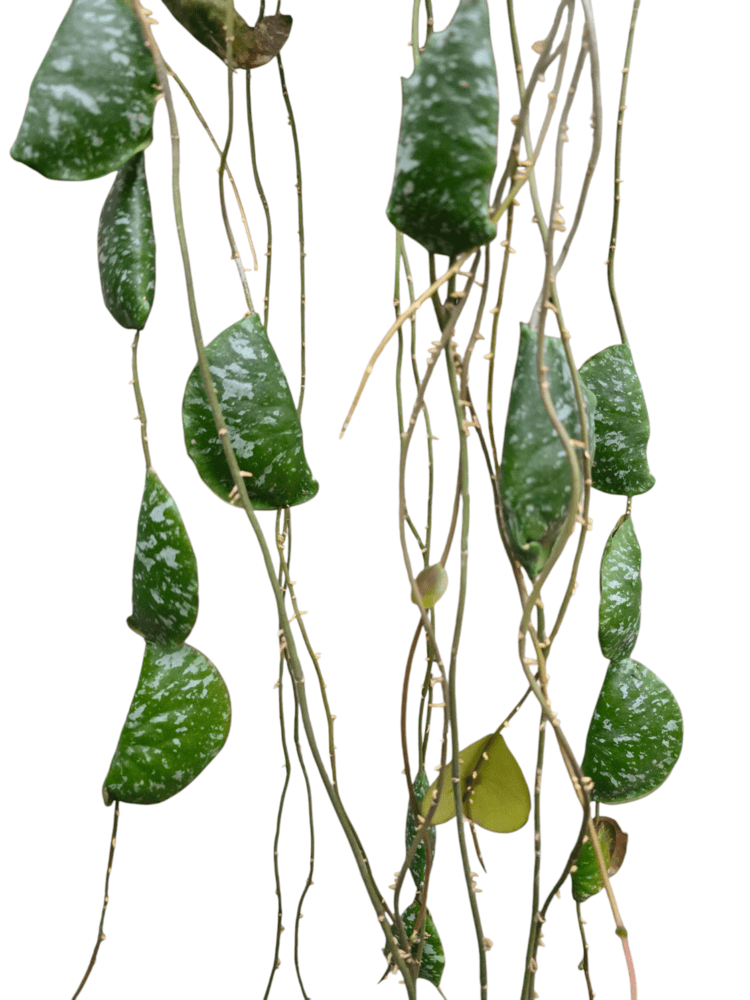 Hoya imbricata