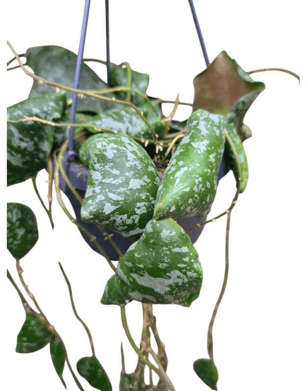 Hoya imbricata