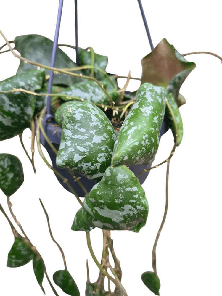 Hoya imbricata