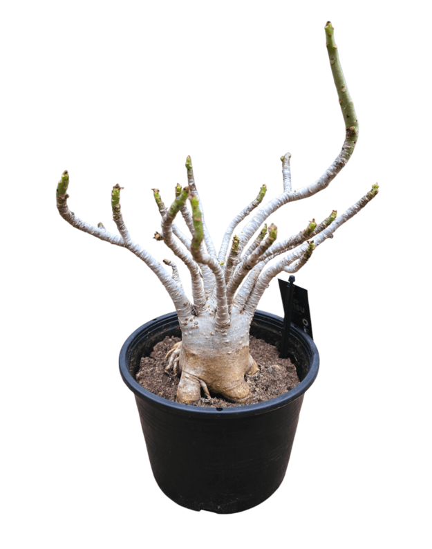 Adenium arabicum Nr.2