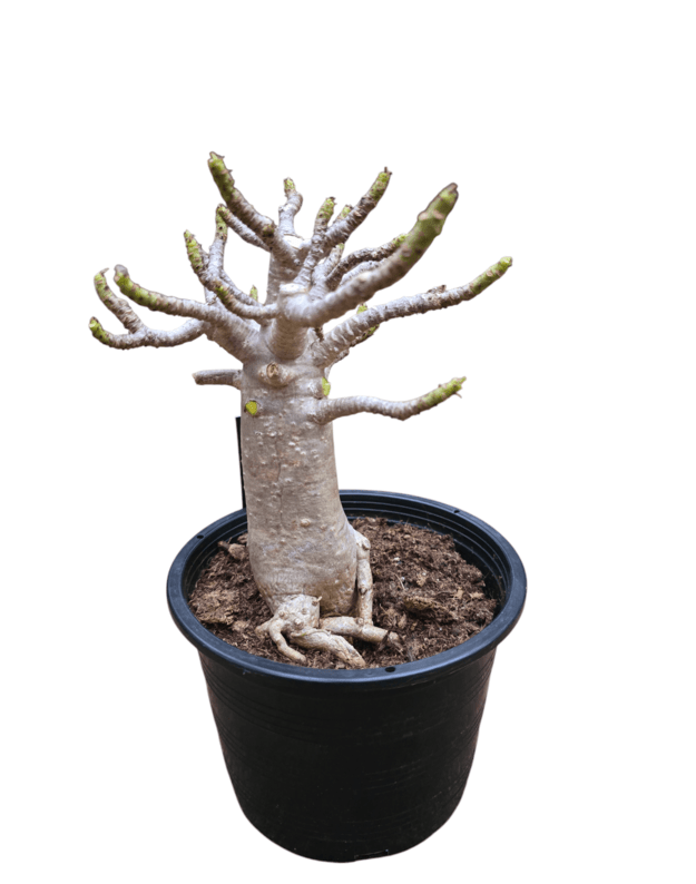 Adenium arabicum Nr.1