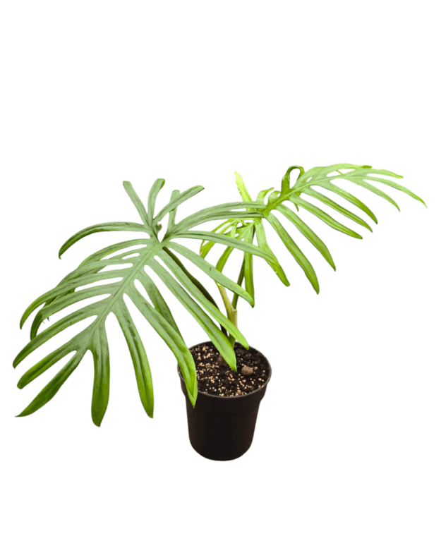 Philodendron elegans